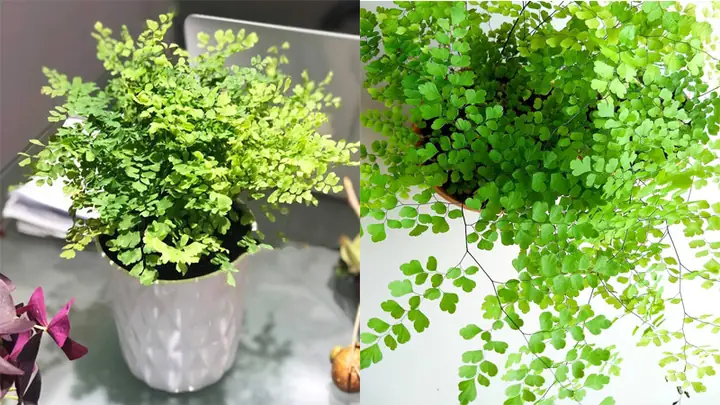 Ý Nghĩa Phong Thủy Cây Tóc Thần Vệ Nữ: Mang Tài Lộc, Bình An Cho Gia Chủ Ý Nghĩa Phong Thủy Cây Tóc Thần Vệ Nữ: Mang Tài Lộc, Bình An Cho Gia Chủ