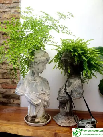Ý Nghĩa Phong Thủy Cây Tóc Thần Vệ Nữ: Mang Tài Lộc, Bình An Cho Gia Chủ Ý Nghĩa Phong Thủy Cây Tóc Thần Vệ Nữ: Mang Tài Lộc, Bình An Cho Gia Chủ